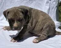 Smoky, a male American Bully for sale in Chesterfield, VA – 4 of 9