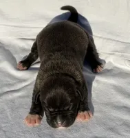 Simba, a male American Bully for sale in Chesterfield, VA – Photo 6 of 6