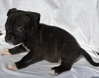 Simba, a male American Bully for sale in Chesterfield, VA – Photo 1 of 6