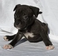 Simba, a male American Bully for sale in Chesterfield, VA – Photo 4 of 6