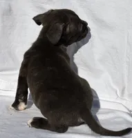 Simba, a male American Bully for sale in Chesterfield, VA – Photo 3 of 6