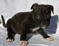 Simba, a male American Bully for sale in Chesterfield, VA – Photo 2 of 6