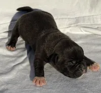 Simba, a male American Bully for sale in Chesterfield, VA – Photo 5 of 6