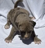 Smoky, a male American Bully for sale in Chesterfield, VA – 2 of 9