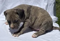 Smoky, a male American Bully for sale in Chesterfield, VA – 3 of 9