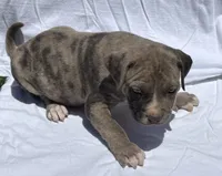 Smoky, a male American Bully for sale in Chesterfield, VA – 6 of 9
