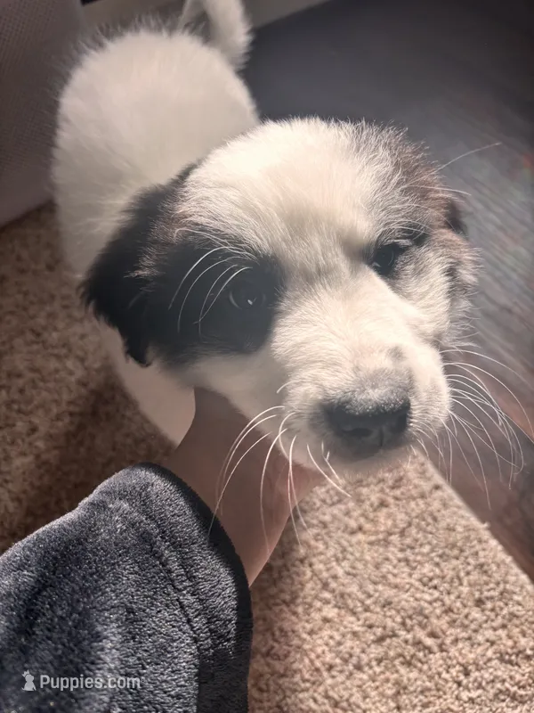 Luna – Great Pyrenees puppy for sale in Saint Paul, MN