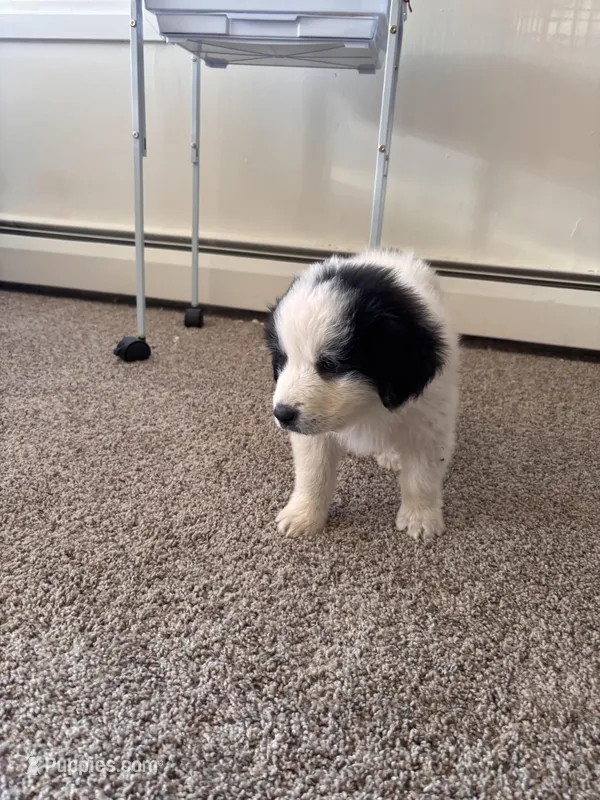 Luna – Great Pyrenees puppy for sale in Saint Paul, MN