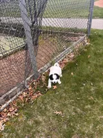Luna, a female Great Pyrenees for sale in Saint Paul, MN – Photo 3 of 3