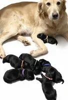 Yellow , a female Golden Retriever and Goldador for sale in North Lakeville, MA – Photo 4 of 4