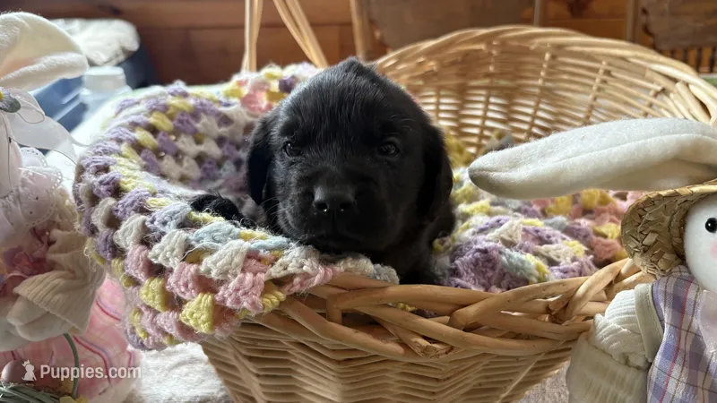 Yellow  – Golden Retriever, Goldador puppy for sale in North Lakeville, MA