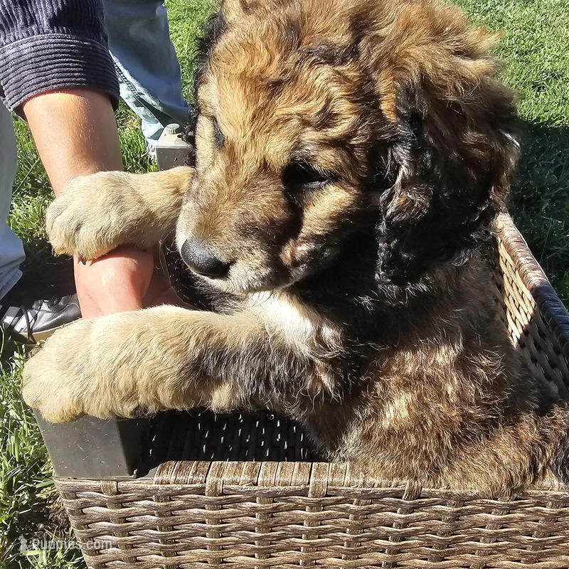 Ferrari – Labradoodle puppy for sale in Roseville, CA