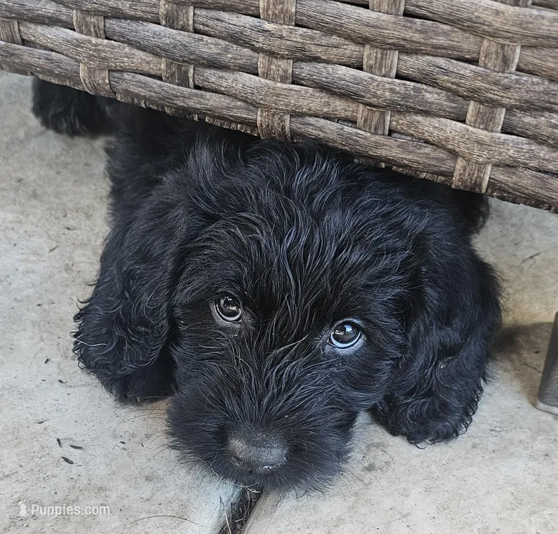 Tesla – Labradoodle puppy for sale in Roseville, CA