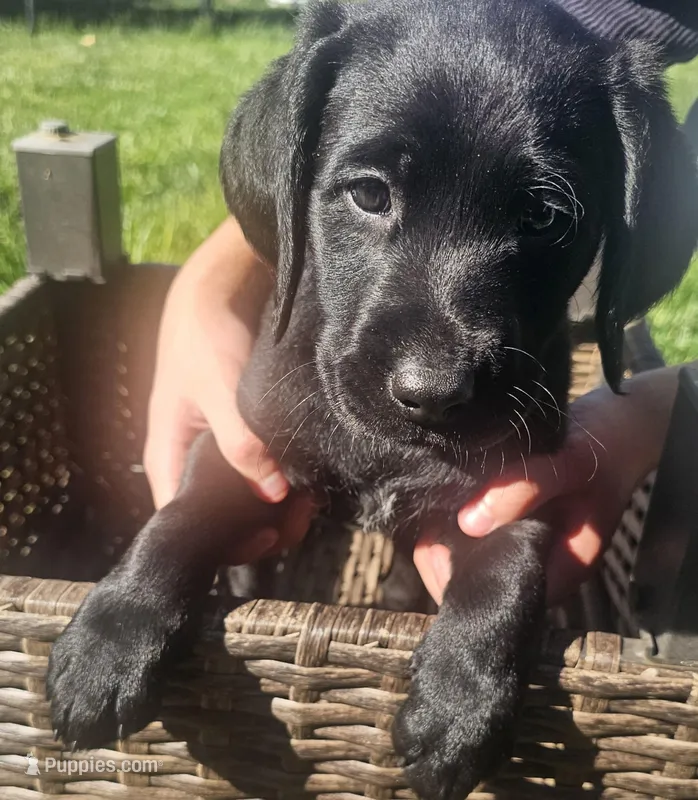 Samantha – Labradoodle puppy for sale in Roseville, CA