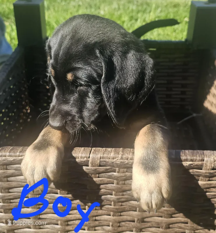 Bentley – Labradoodle puppy for sale in Roseville, CA