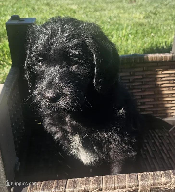 Mercedes – Labradoodle puppy for sale in Roseville, CA