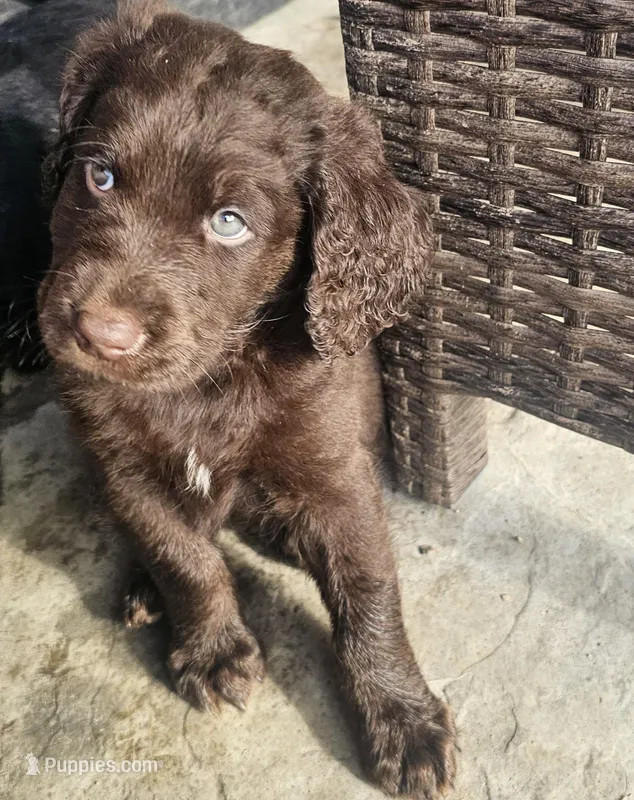 Lamborghini – Labradoodle puppy for sale in Roseville, CA