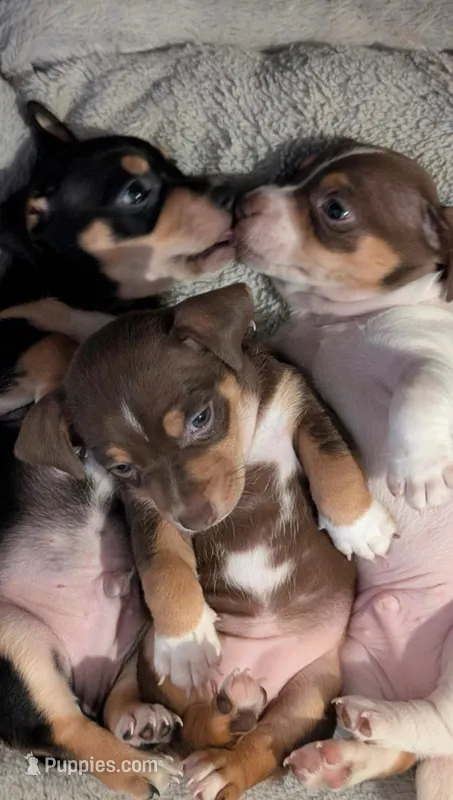 BlackTriBoy, a female Jack Russell Terrier and Chihuahua for sale in Fayetteville, NC – Photo 1 of 1