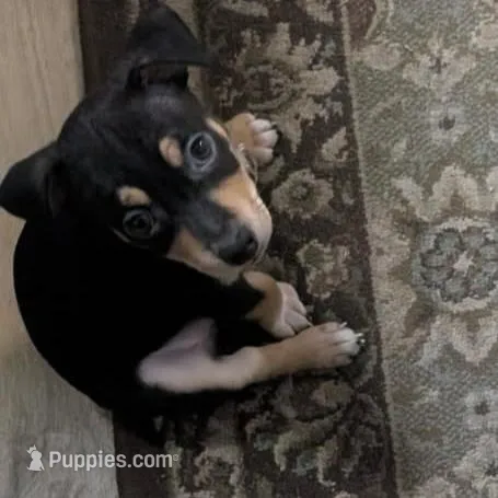 BlackTriBoy, a male Jack Russell Terrier and Chihuahua for sale in Fayetteville, NC – Photo 4 of 4