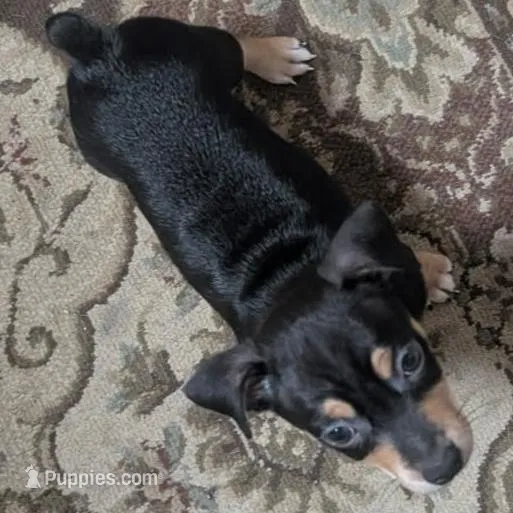 BlackTriBoy, a male Jack Russell Terrier and Chihuahua for sale in Fayetteville, NC – Photo 3 of 4