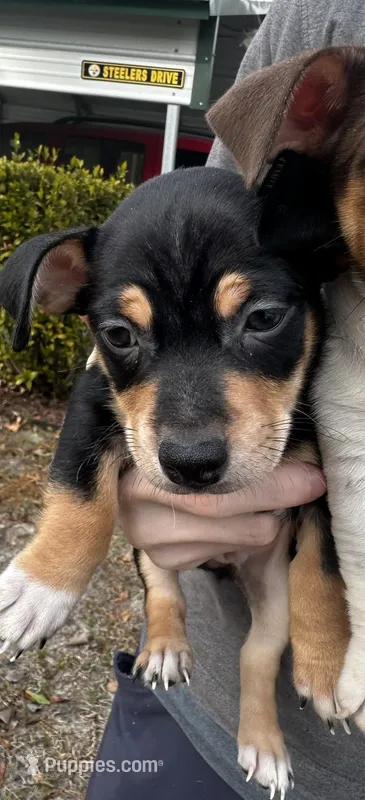 BlackTriBoy, a male Jack Russell Terrier and Chihuahua for sale in Fayetteville, NC – Photo 1 of 4