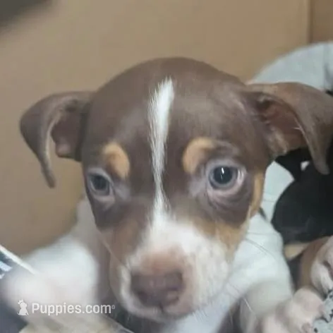 WhiteTriBoi, a female Jack Russell Terrier and Chihuahua for sale in Fayetteville, NC – Photo 3 of 5