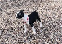 Toby, a male Boston Terrier for sale in Florence, AZ – Photo 4 of 4