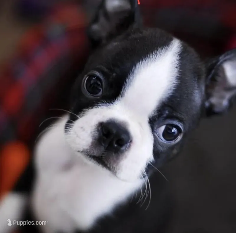 Molly – Boston Terrier puppy for sale in Florence, AZ