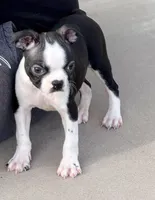 Toby, a male Boston Terrier for sale in Florence, AZ – Photo 3 of 4