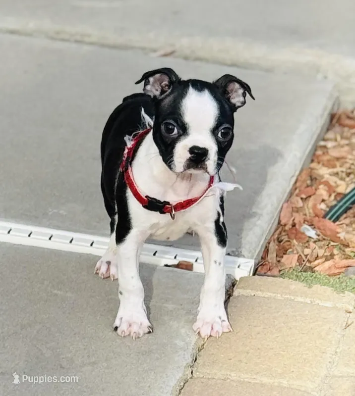 Toby – Boston Terrier puppy for sale in Florence, AZ