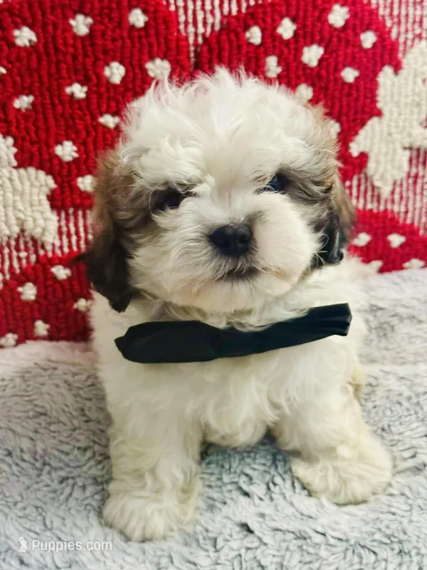 Biscuit  – Shih Tzu puppy for sale in Florence, AZ