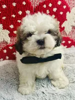 Biscuit , a male Shih Tzu for sale in Florence, AZ – Photo 1 of 2