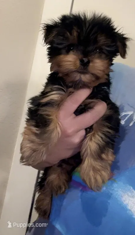 Jack Jack – Yorkshire Terrier puppy for sale in Florence, AZ