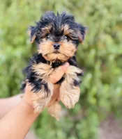 Jack Jack, a male Yorkshire Terrier for sale in Florence, AZ – Photo 2 of 6