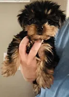 Jack Jack, a male Yorkshire Terrier for sale in Florence, AZ – Photo 6 of 6