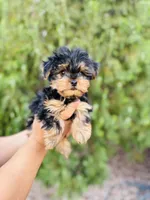 Jack Jack, a male Yorkshire Terrier for sale in Florence, AZ – Photo 4 of 6