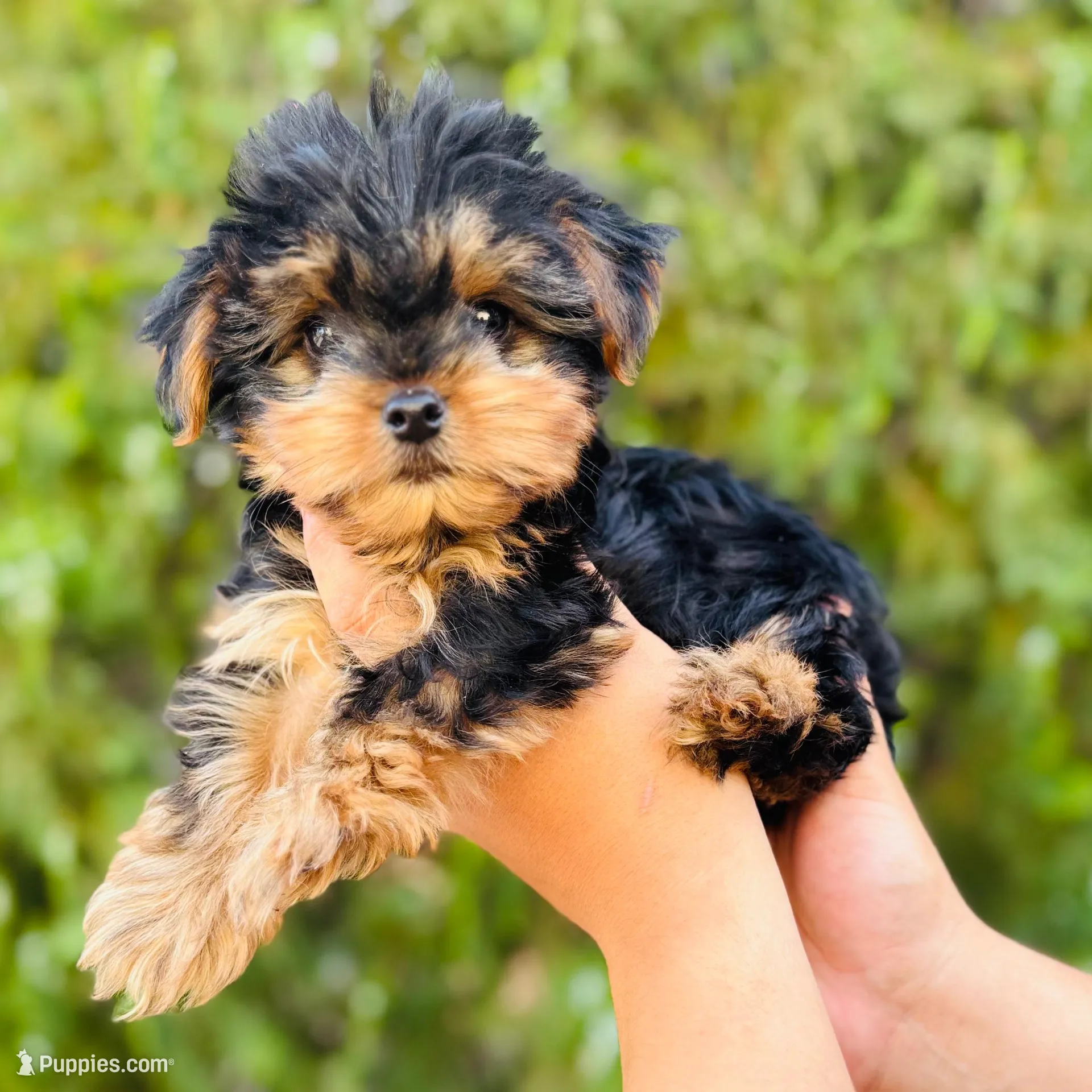 Jack Jack, a male Yorkshire Terrier for sale in Florence, AZ – Photo 1 of 6