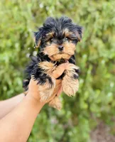 Jack Jack, a male Yorkshire Terrier for sale in Florence, AZ – Photo 3 of 6
