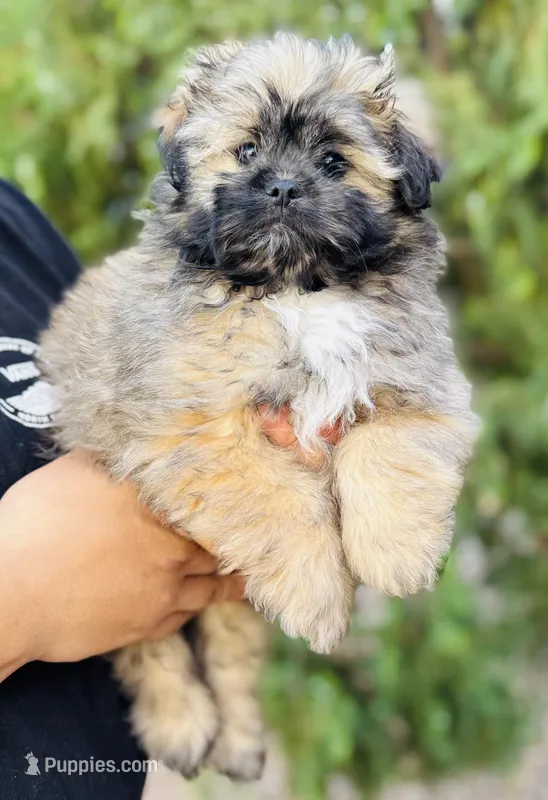 Potato  – Shiranian puppy for sale in Florence, AZ