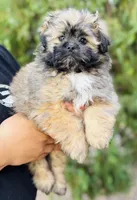 Potato , a male Shiranian for sale in Florence, AZ – Photo 1 of 3