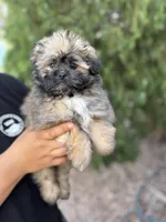 Potato , a male Shiranian for sale in Florence, AZ – Photo 2 of 3