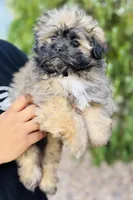 Potato , a male Shiranian for sale in Florence, AZ – Photo 3 of 3