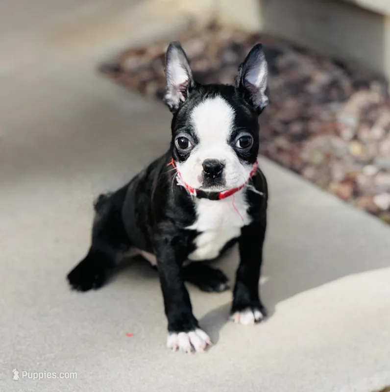 Benji – Boston Terrier puppy on hold in Florence, AZ