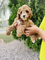 Hartley, a male Cavapoo for sale in Florence, AZ – Photo 7 of 7