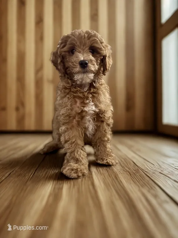 Hartley – Poodle - Miniature  puppy for sale in Florence, AZ