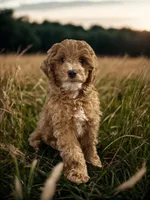 Hartley, a male Poodle - Miniature  for sale in Florence, AZ – Photo 2 of 2
