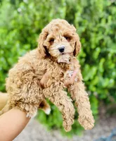 Hartley, a male Cavapoo for sale in Florence, AZ – Photo 2 of 7