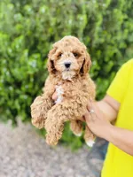 Hartley, a male Cavapoo for sale in Florence, AZ – Photo 6 of 7