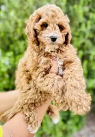 Hartley, a male Cavapoo for sale in Florence, AZ – Photo 3 of 7