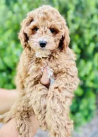 Hartley, a male Cavapoo for sale in Florence, AZ – Photo 1 of 7